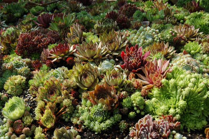 Sempervivum Dachwurz Hauswurz